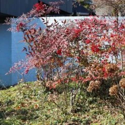 Heavenly Bamboo Nandina Shrub -Lanscapes Store Nandina Heavenly Bamboo 6