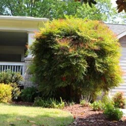 Heavenly Bamboo Nandina Shrub -Lanscapes Store Nandina Heavenly Bamboo 7