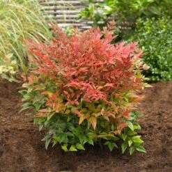 Obsession™ Nandina Shrub -Lanscapes Store Nandina Obsession 2