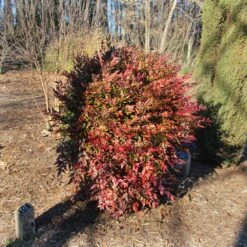 Obsession™ Nandina Shrub -Lanscapes Store Nandina Obsession 3