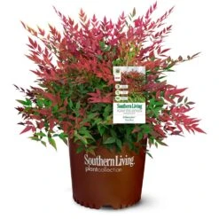 Obsession™ Nandina Shrub -Lanscapes Store Nandina Obsession 4