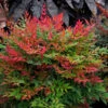 Obsession™ Nandina Shrub -Lanscapes Store Nandina Obsession 600x600 c45e77d2 7610 49fc ba9e 49d5ba4811ac
