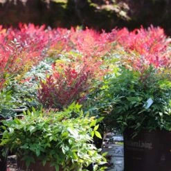 Obsession™ Nandina Shrub -Lanscapes Store Nandina Obsession 7 FGT
