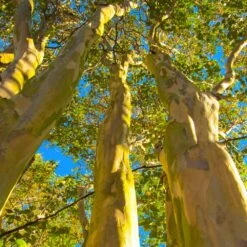 Natchez Crape Myrtle Tree -Lanscapes Store Natchez Crape Myrtle