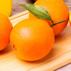 Navel Orange Tree - USDA Organic -Lanscapes Store Navel Orange 2 FGT 14629529 59ec 469f 9eb9 2f95d6d1513b