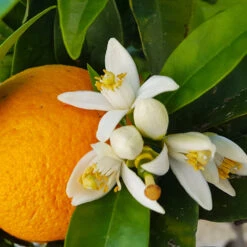 Navel Orange Tree - USDA Organic -Lanscapes Store Navel Orange 4 8a86aad7 97b4 4006 b1b3 5eec7b5da47f