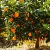 Navel Orange Tree - USDA Organic -Lanscapes Store Navel Orange FGT 600x600 282a6b72 5524 4c0e be53 86a591cdf334