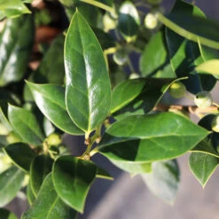 Needlepoint Holly -Lanscapes Store Needlepoint Holly 3