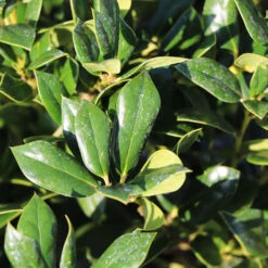 Needlepoint Holly -Lanscapes Store Needlepoint Holly 4