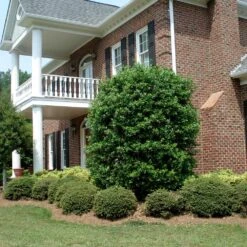 Nellie Stevens Holly -Lanscapes Store Nellie Stevens Holly 4 FGT