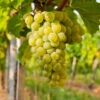 Niagara Grapes -Lanscapes Store Niagara Grape FGT 600x600 ed4faedd cd47 4778 8066 da8209053663