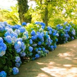 Nikko Blue Hydrangea -Lanscapes Store Nikko Blue Hydrangea 1 FGT