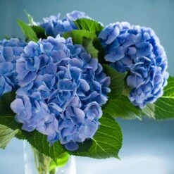 Nikko Blue Hydrangea -Lanscapes Store Nikko Blue Hydrangea 2 FGT