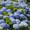 Nikko Blue Hydrangea -Lanscapes Store Nikko Blue Hydrangea FGT 600x600 6900873b 2306 471d 9456 2b382bfd0b17