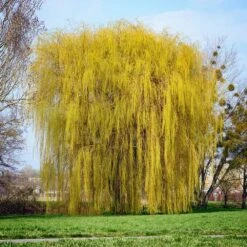 Niobe Golden Weeping Willow 8 Niobe Golden Weeping Willow -Lanscapes Store Niobe weeping willow 1
