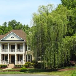 Niobe Golden Weeping Willow 9 Niobe Golden Weeping Willow -Lanscapes Store Niobe weeping willow 3