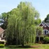 Niobe Golden Weeping Willow 2 Niobe Golden Weeping Willow -Lanscapes Store Niobe weeping willow 600x600 d28419af 791e 4f15 bac9 b32ab8cc9129