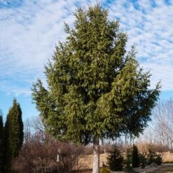 Norway Spruce Tree -Lanscapes Store Norway Spruce 2 FGT