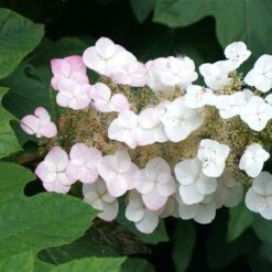 Oakleaf Hydrangea Shrub -Lanscapes Store OAKLEAF FGT THUMB a396bc6d 9d3c 49ac 82c6 f1db3d28bb3d