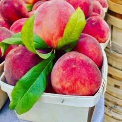 O'Henry Peach Tree -Lanscapes Store OHenry Peach 3