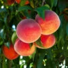 O'Henry Peach Tree -Lanscapes Store OHenry Peach FGT 600x600 3015dfaa 040e 4d98 a3bb e5116b69dcc7