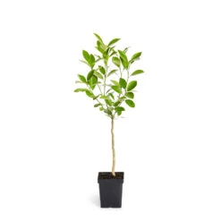 Calamondin Tree 13 Calamondin Tree -Lanscapes Store ORG CAL 12 1QT