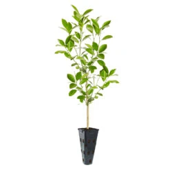 Calamondin Tree 12 Calamondin Tree -Lanscapes Store ORG CAL 23 C