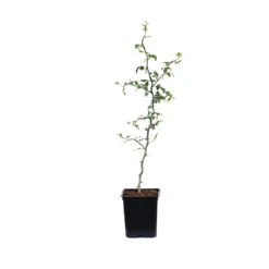 Hardy Orange Tree 'Flying Dragon' -Lanscapes Store ORG JHO 12 1QT