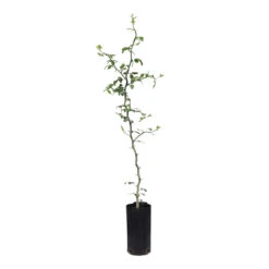 Hardy Orange Tree 'Flying Dragon' -Lanscapes Store ORG JHO 23 C