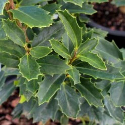 Oak Leaf™ Holly Tree -Lanscapes Store Oak Leaf Holly 3