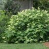 Oakleaf Hydrangea Shrub -Lanscapes Store Oakleaf Hydrangea FGT 600x600 d2944eba ae70 47b7 8382 af278ed9c7a7