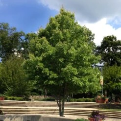 October Glory Red Maple Tree 10 October Glory Red Maple Tree -Lanscapes Store October Glory Maple 1 FGT