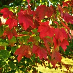 October Glory Red Maple Tree 9 October Glory Red Maple Tree -Lanscapes Store October Glory Maple 2 FGT