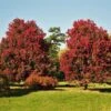 October Glory Red Maple Tree 2 October Glory Red Maple Tree -Lanscapes Store October Glory Maple FGT 600x600 ed40f1c9 fa15 44dd 965e 6514d9ecbd99