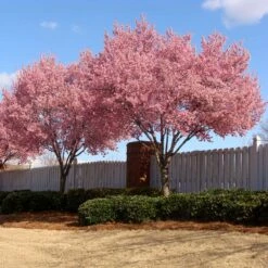 Okame Cherry Tree -Lanscapes Store Okame Cherry 02 FGT