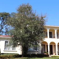 Oliana Olive Tree -Lanscapes Store Oliana Olive 2