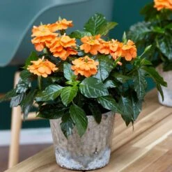 Orange Marmalade Crossandra Shrub -Lanscapes Store Orange Marrmelade Crossandra 1 FGT