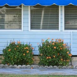 Orange Marmalade Crossandra Shrub -Lanscapes Store Orange Marrmelade Crossandra 4