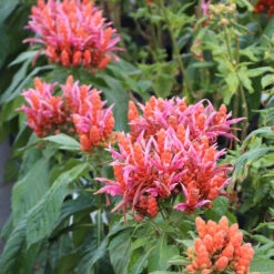 Orange Shrimp Plant -Lanscapes Store Orange Shrim plant 2 BB