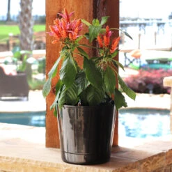 Orange Shrimp Plant -Lanscapes Store Orange Shrim plant 3