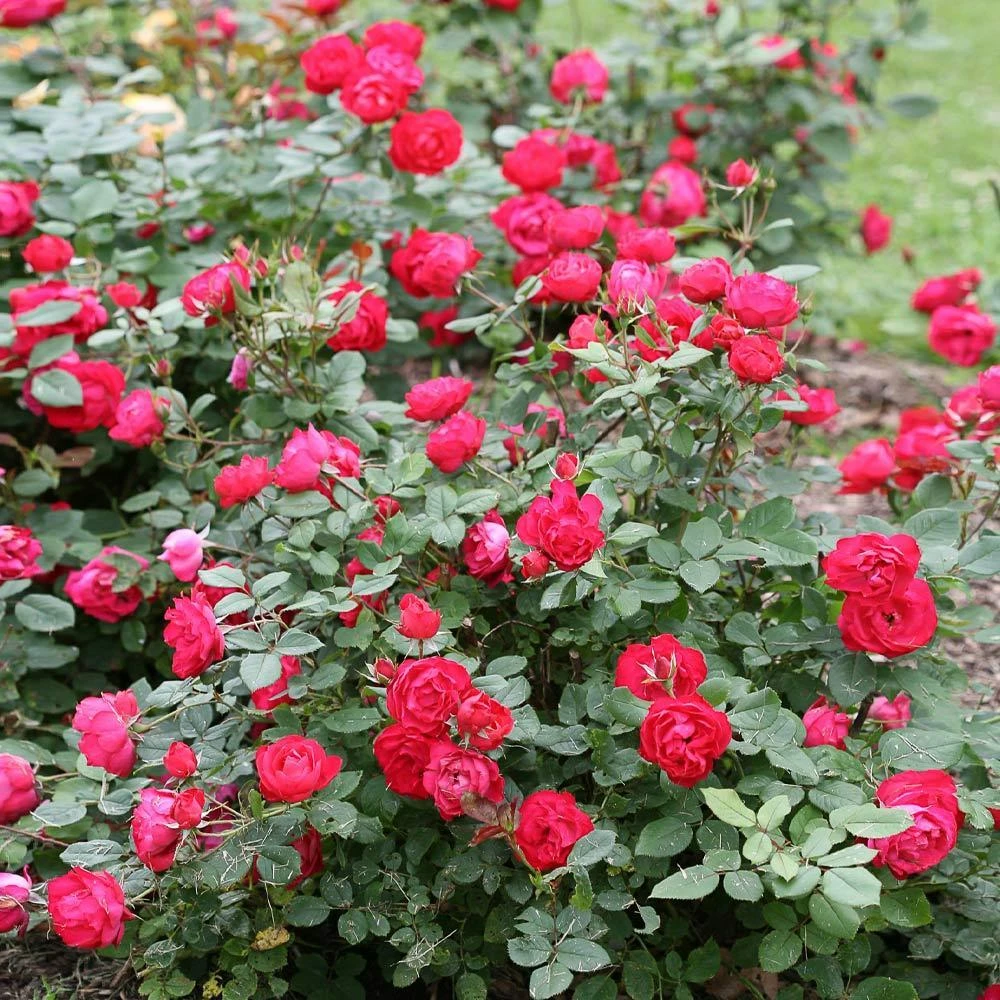 Oso Easy® Double Red Rose 5 Oso Easy® Double Red Rose - Image 3
