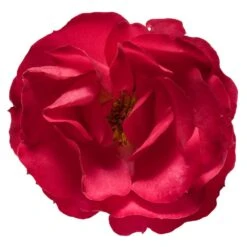 Oso Easy® Double Red Rose 10 Oso Easy® Double Red Rose -Lanscapes Store Oso Double Red Rose 3