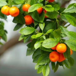 Owari Satsuma Mandarin Tree -Lanscapes Store Owari Satsuma Mandarin 3