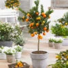 Owari Satsuma Mandarin Tree - USDA Organic -Lanscapes Store Owari Satsuma Mandarin 600x600 d9952855 2700 42ba ae04 b98fa20bbb0c