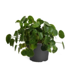 Pilea Peperomioides (Pancake Plant) 14 Pilea Peperomioides (Pancake Plant) -Lanscapes Store PIL PEP1 standard pot