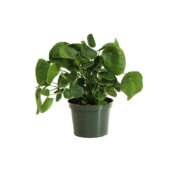 Pilea Peperomioides (Pancake Plant) 15 Pilea Peperomioides (Pancake Plant) -Lanscapes Store PIL PEP6 standard pot