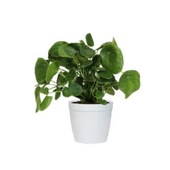 Pilea Peperomioides (Pancake Plant) 13 Pilea Peperomioides (Pancake Plant) -Lanscapes Store PIL PEP6 white delilah