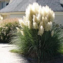 Pampas Grass -Lanscapes Store Pampas Grass 4 FGT