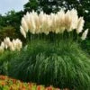 Pampas Grass -Lanscapes Store Pampas Grass FGT 600x600 436bbafb 3875 4ed1 ac01 b037b42f7a7d
