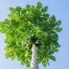 Papaya Tree 1 Papaya Tree -Lanscapes Store Papaya FGT 600x600 dd68a3d3 99f9 41ac 8d38 d3d53170b545
